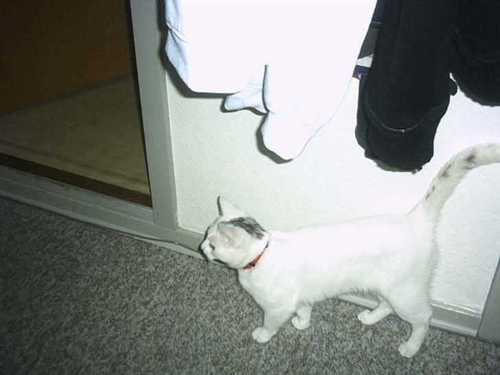 Blanding af racer Mille R.I.P. billede 6