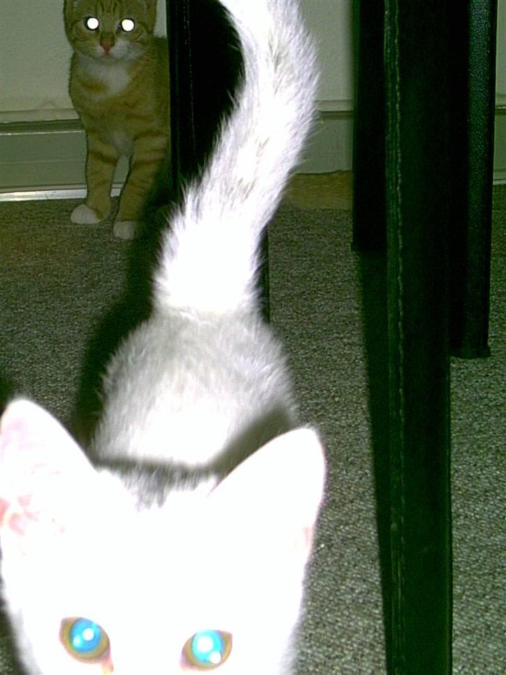 Blanding af racer Mille R.I.P. billede 7