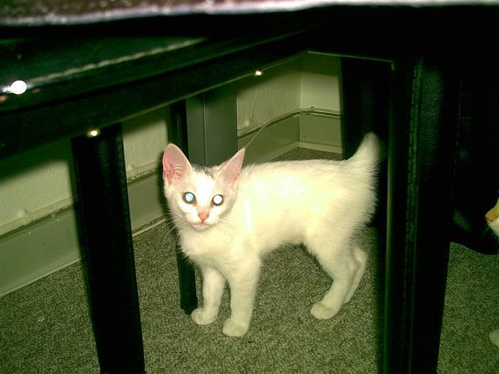 Blanding af racer Mille R.I.P. billede 8