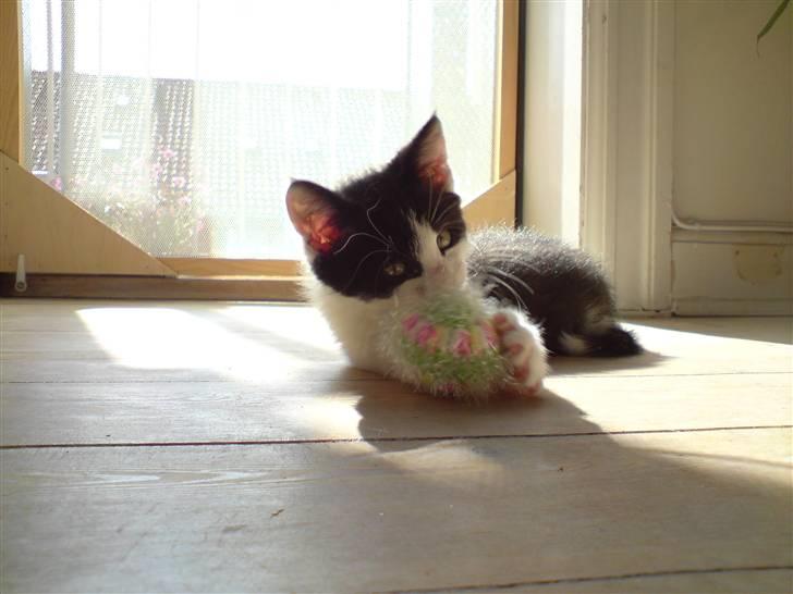 Blanding af racer Bjarne billede 9