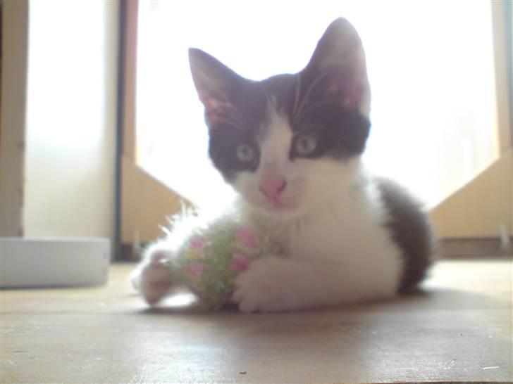 Blanding af racer Bjarne billede 10