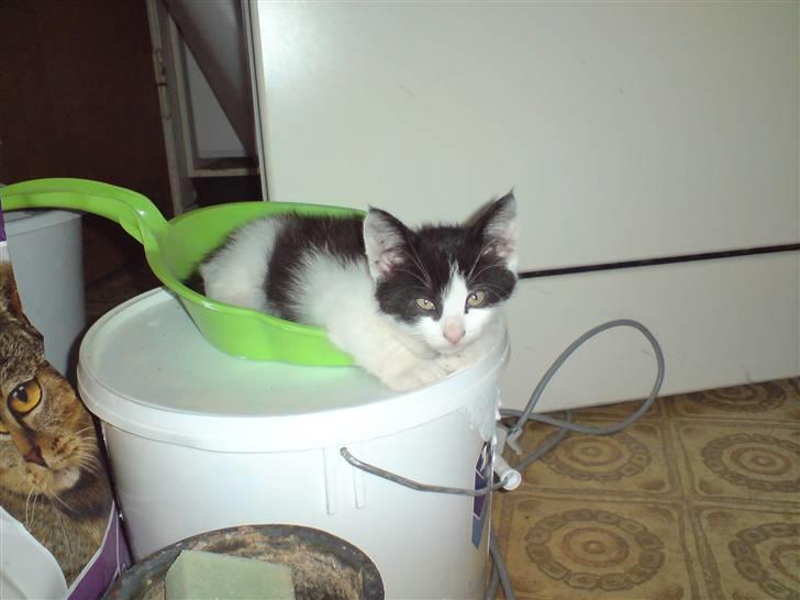 Blanding af racer Bjarne billede 11