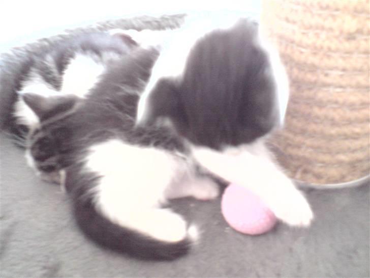 Blanding af racer Bjarne billede 12