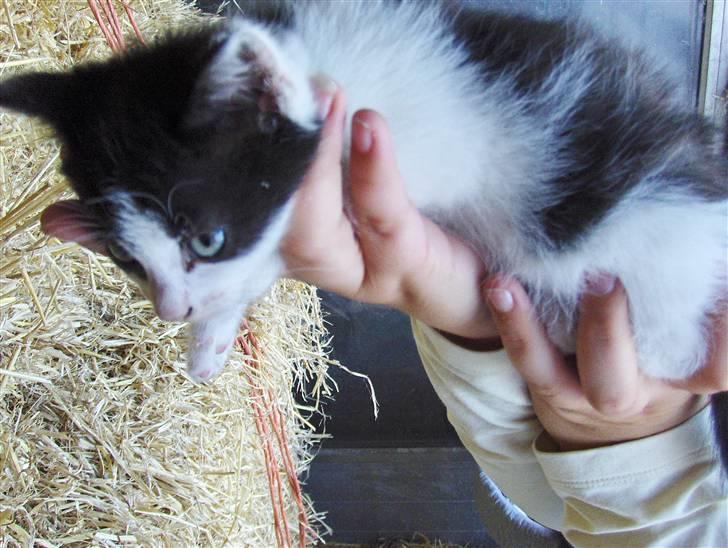 Blanding af racer Bjarne billede 13