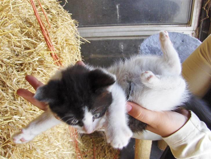 Blanding af racer Bjarne billede 14