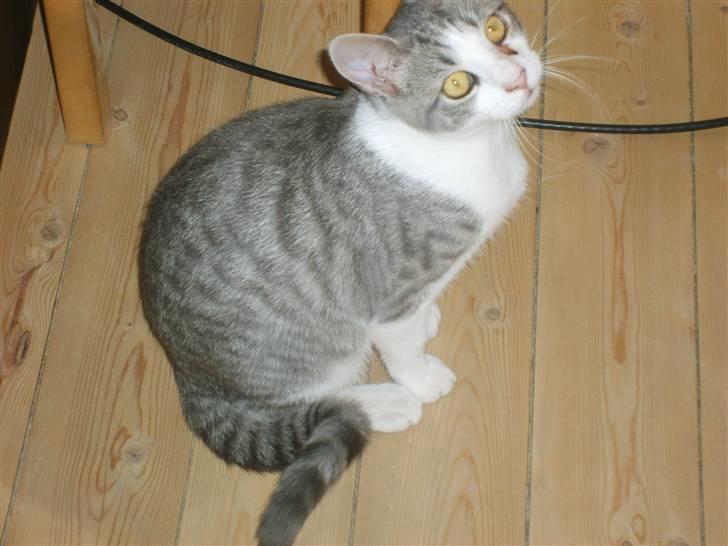 Huskat Nixon - hallo jer er hernede billede 16