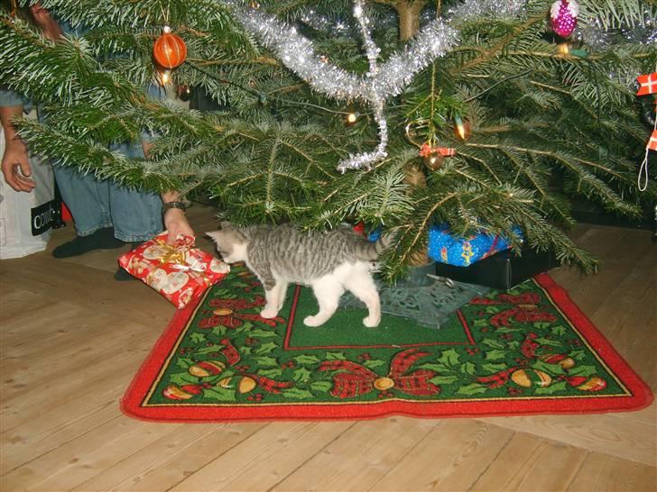 Huskat Nixon - hmm hvad er det  billede 17