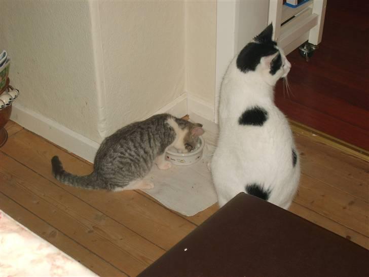 Huskat Nixon - snuden væk det er mit billede 18