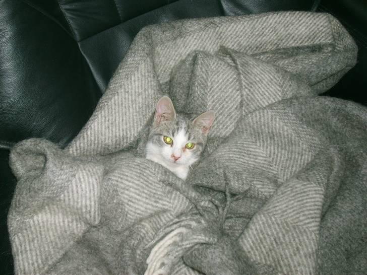 Huskat Nixon - tit tit tit kan i se mig billede 19