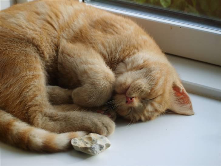 Huskat Rasmus - Rasmus tager en lur i vinduet :D billede 6