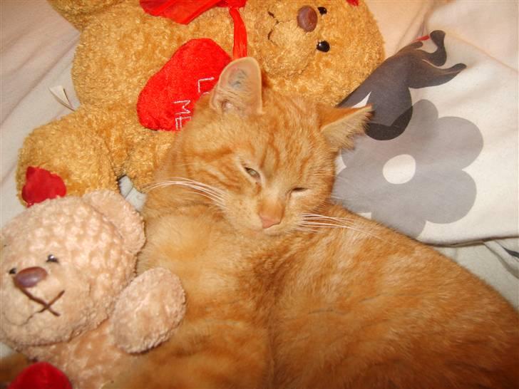 Huskat Rasmus - Smukke rasmus <3 billede 7