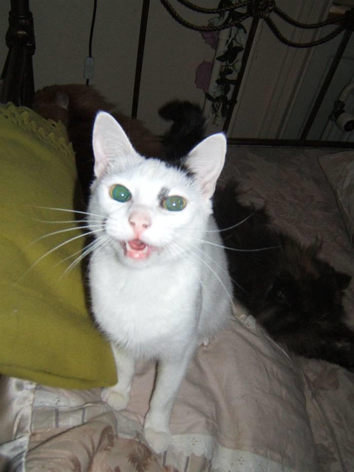 Huskat Kaninskind *20.07 2004* - Hej Moar... hvad laver du? billede 15