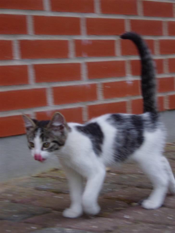 Blanding af racer Holly<3 - ummmmmmmm har lige truket katte mælk billede 10