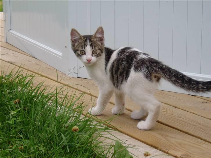 Blanding af racer Holly<3 - hejsa billede 11