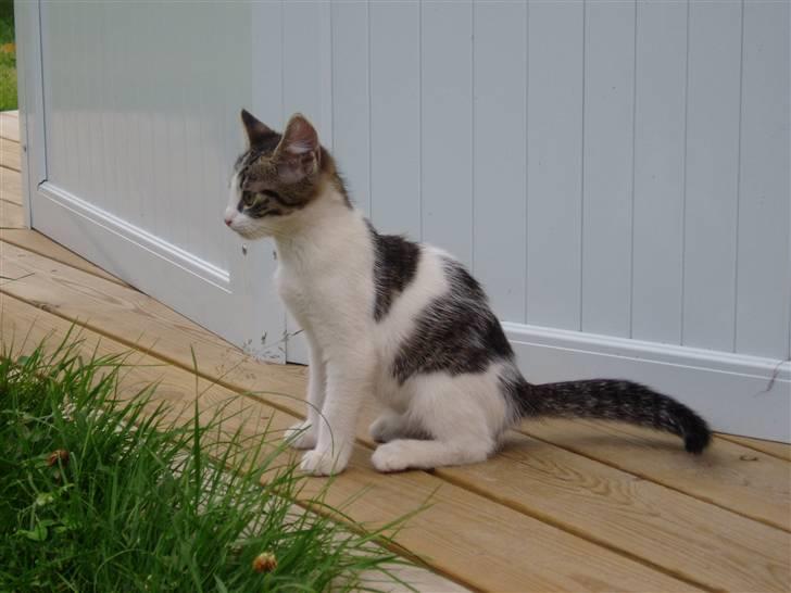 Blanding af racer Holly<3 - jeg er en statue<3 billede 12