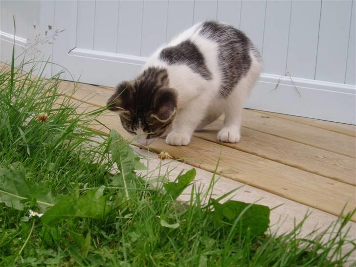 Blanding af racer Holly<3 - nu er jeg stolt jeg har lige fundet en bille<3 billede 13