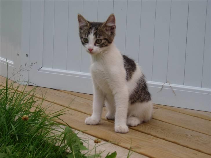 Blanding af racer Holly<3 - nu er jeg helt stille billede 14