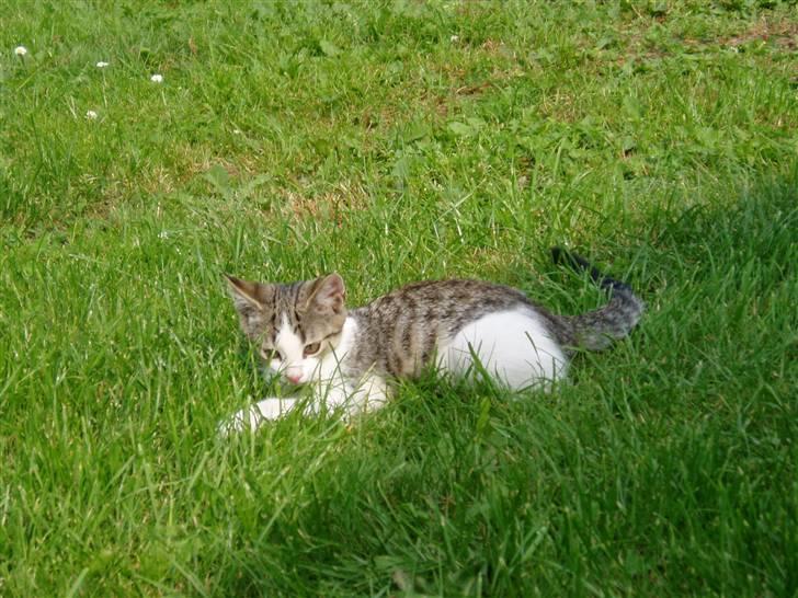 Blanding af racer Rocky<3 *VÆK* - hej mint navn er Rocky jeg håder i byder mig velkommen billede 1
