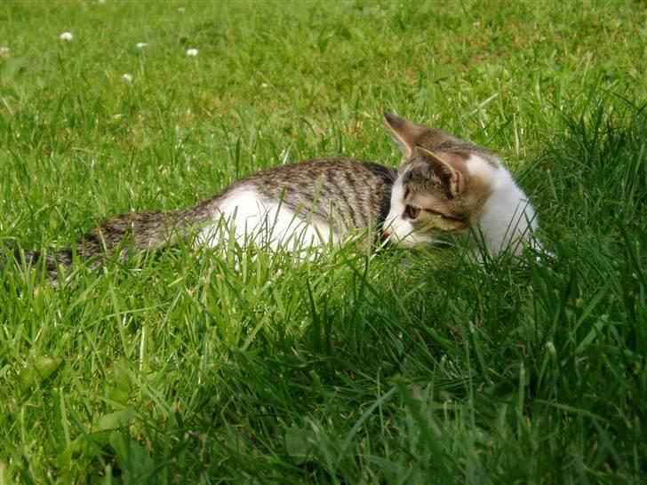 Blanding af racer Rocky<3 *VÆK* - hva var det billede 2