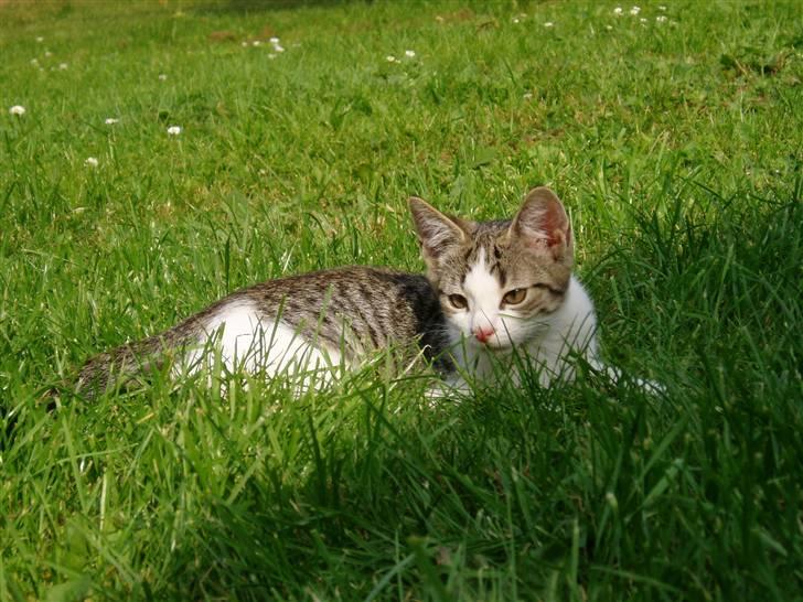 Blanding af racer Rocky<3 *VÆK* - et stykke græs hehe billede 3