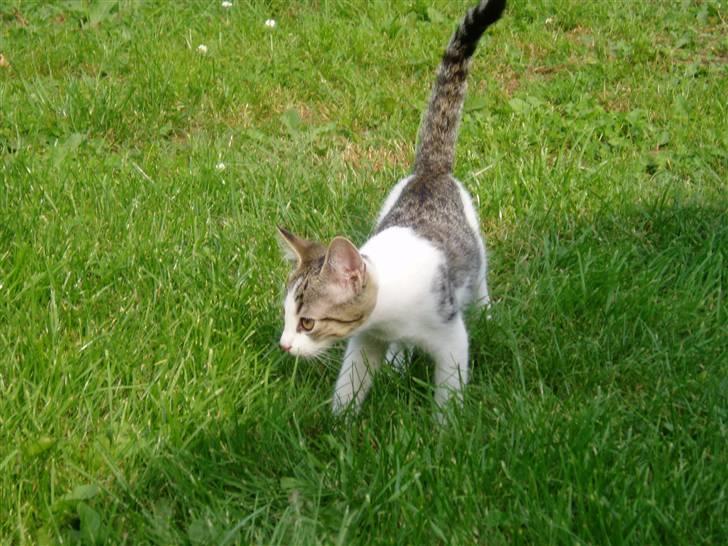 Blanding af racer Rocky<3 *VÆK* - lige kommet op at stp billede 4