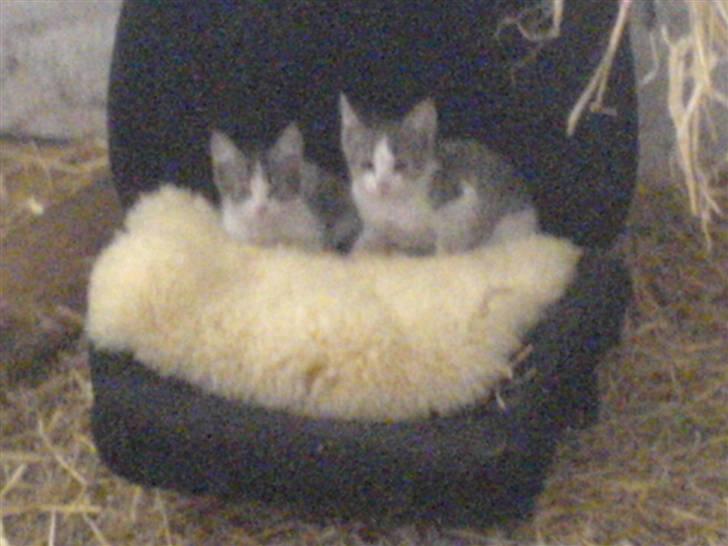 Blanding af racer Rocky<3 *VÆK* - taget med mobil men det er mig og holly<3 billede 5