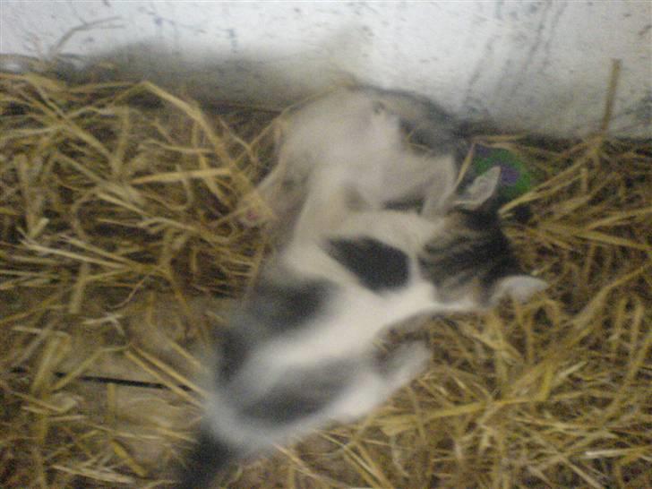 Blanding af racer Rocky<3 *VÆK* - vi tumler øv Holly har nedlagt mig! billede 6