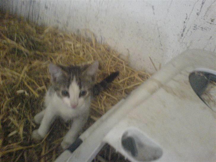 Blanding af racer Rocky<3 *VÆK* - haha det er mig billede 7