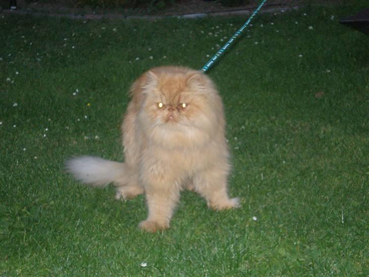 Perser Gizmoe billede 17