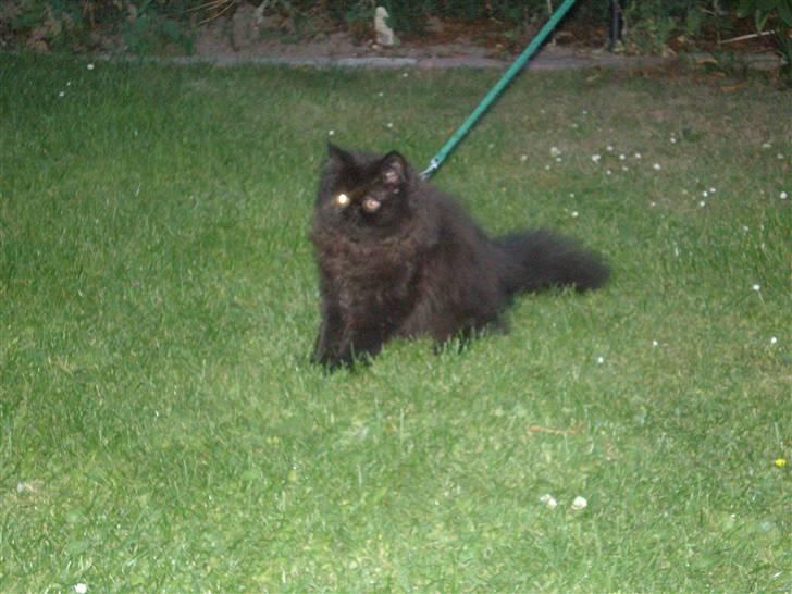 Perser Queenie billede 12