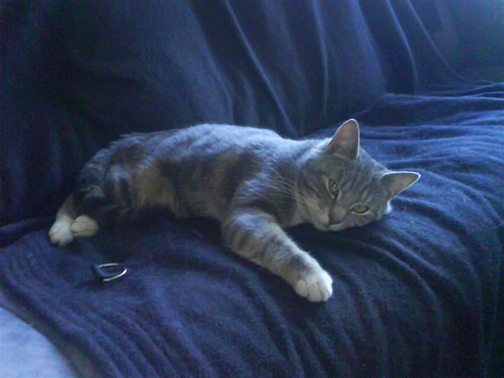 Huskat Gizmo billede 6