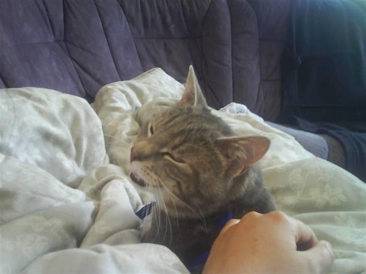 Huskat Gizmo billede 7