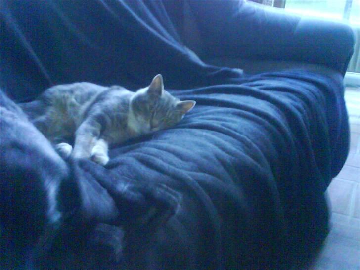 Huskat Gizmo billede 9