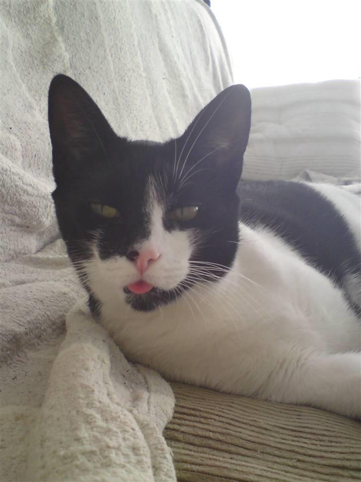 Huskat /Orientaler Sylvester - det kan være svært at styre den der tunge der når man lige er vågnet.... billede 1