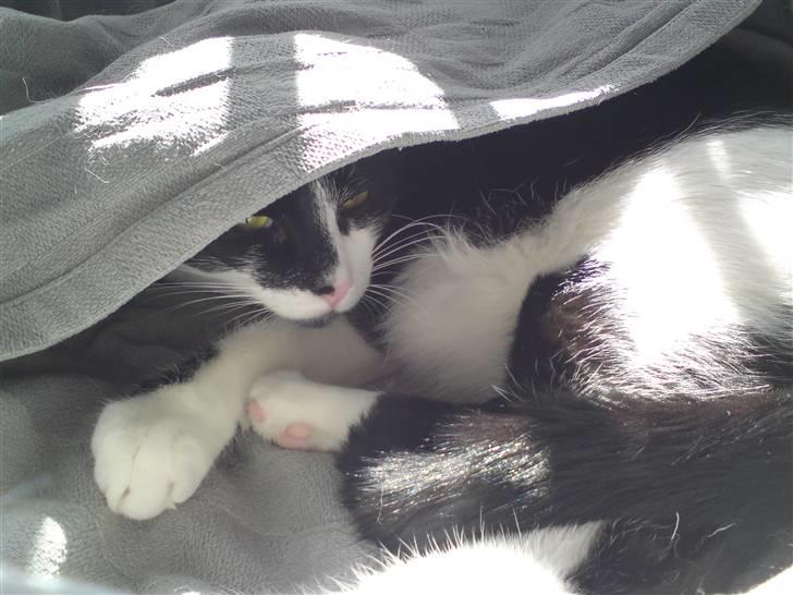 Huskat /Orientaler Sylvester - ...putter i "fars" kurv... billede 2