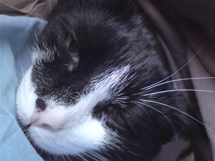 Huskat /Orientaler Sylvester - ...Putter i arm hos "moaaarrrr"... billede 3