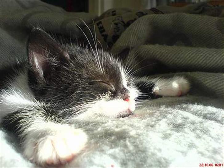 Huskat /Orientaler Sylvester billede 4