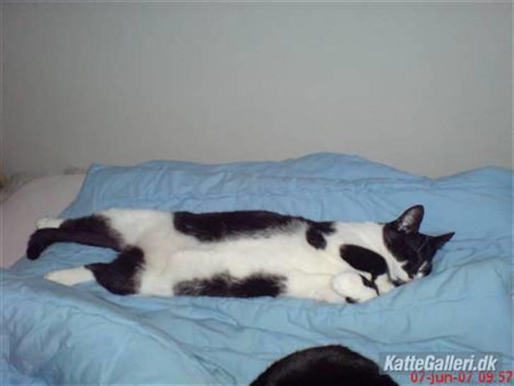 Huskat /Orientaler Sylvester billede 6