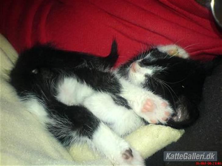 Huskat /Orientaler Sylvester billede 7