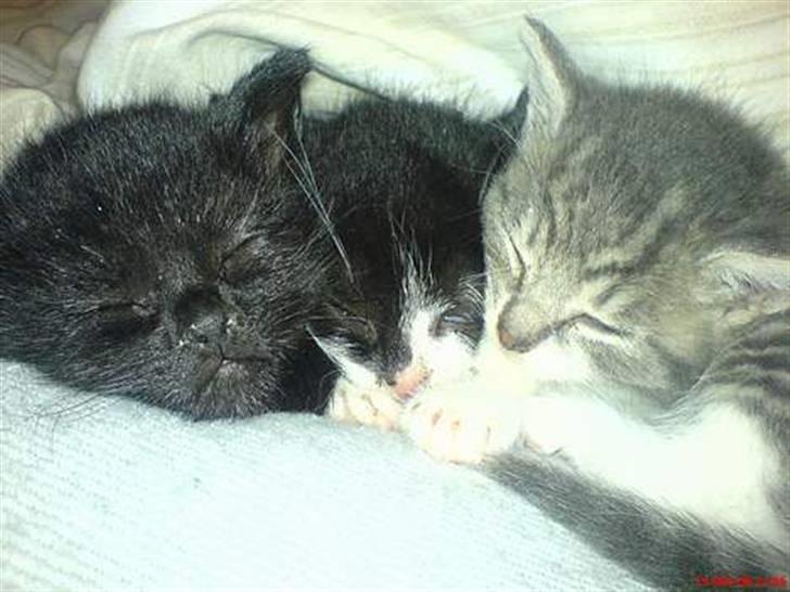 Huskat /Orientaler Sylvester billede 8