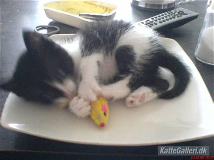 Huskat /Orientaler Sylvester billede 9