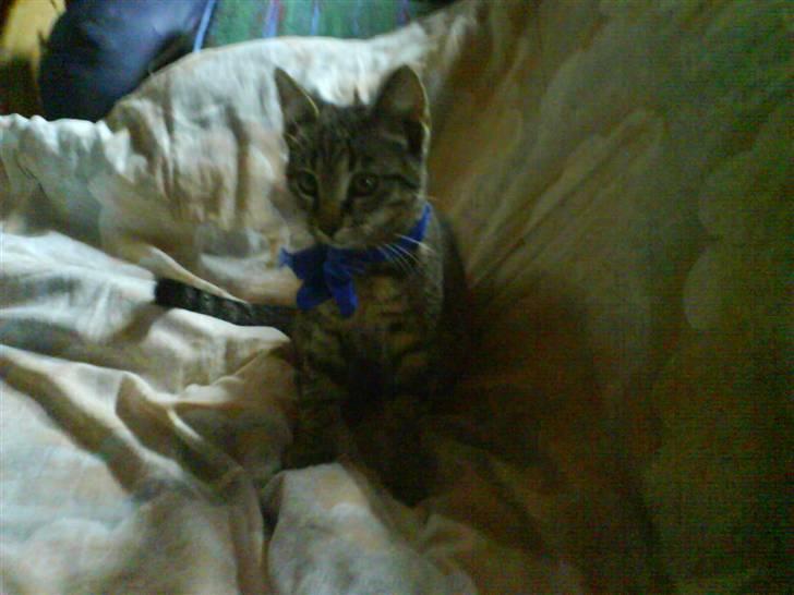 Huskat Nala - Nala billede 2