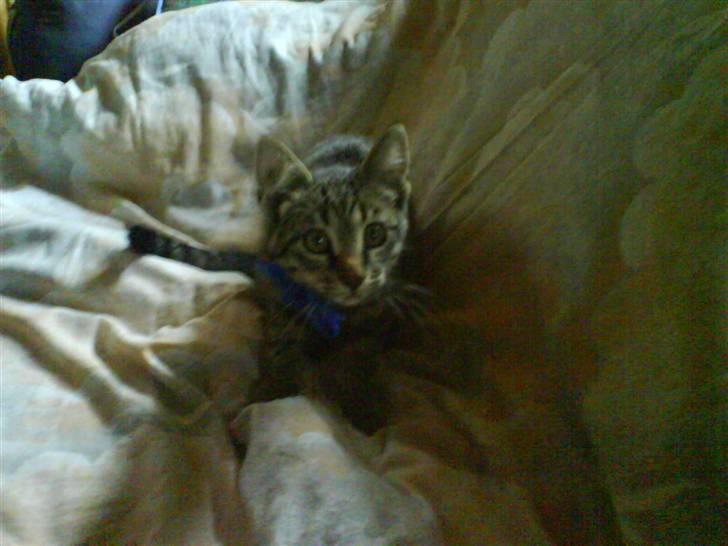 Huskat Nala billede 3