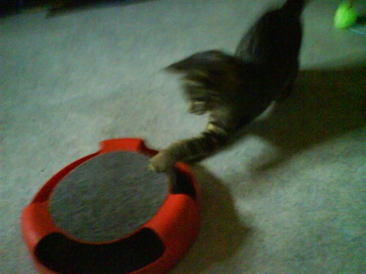 Huskat Nala - Nala billede 4