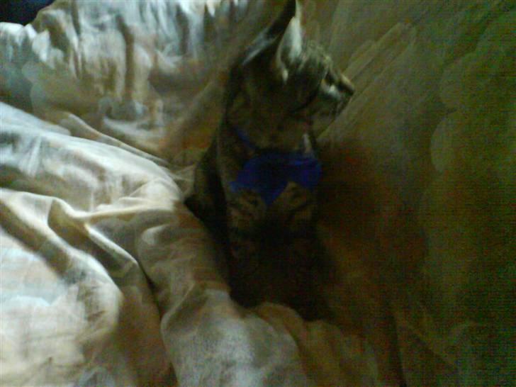 Huskat Nala - Nala billede 5