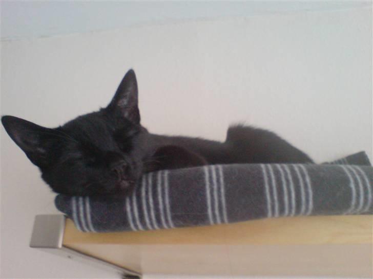 Huskat /Orientaler Miss Viola billede 6