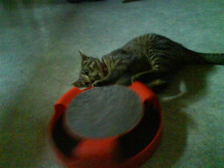 Huskat Nala - Nala billede 6