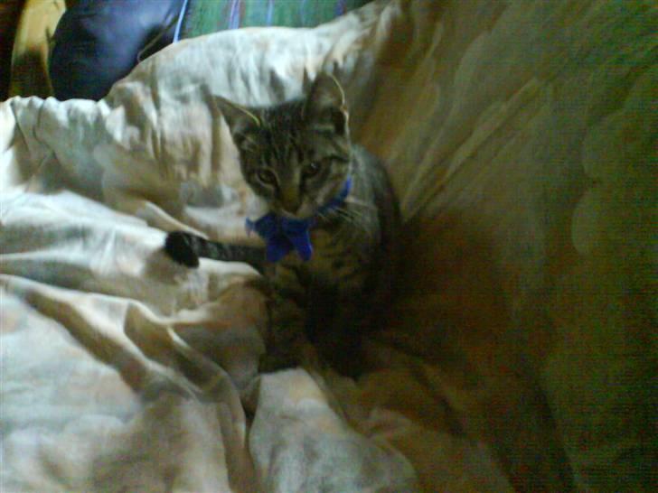 Huskat Nala - Nala billede 7