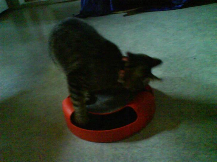 Huskat Nala - Nala billede 8