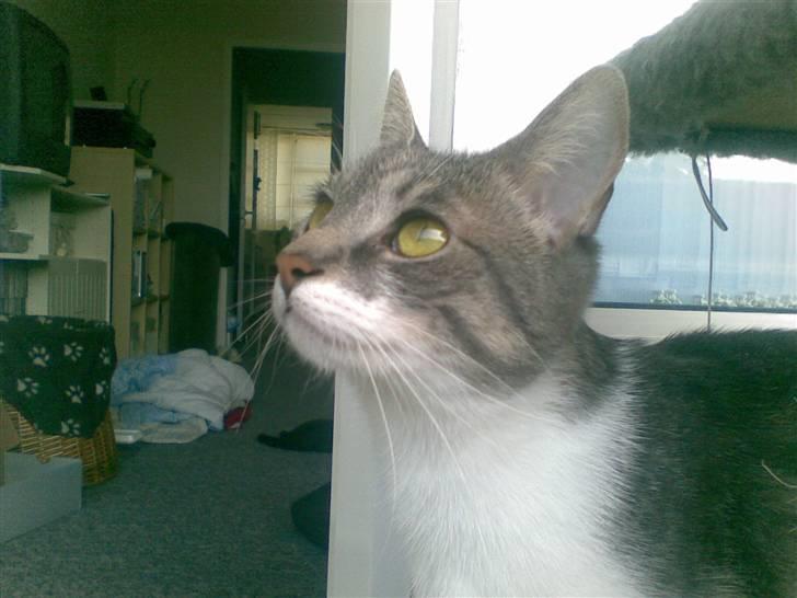 Huskat /Orientaler Miss Ruth billede 4